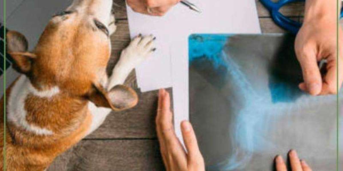 Fraqueza em Pets com Problemas Hepáticos: Sintomas e Cuidados Essenciais