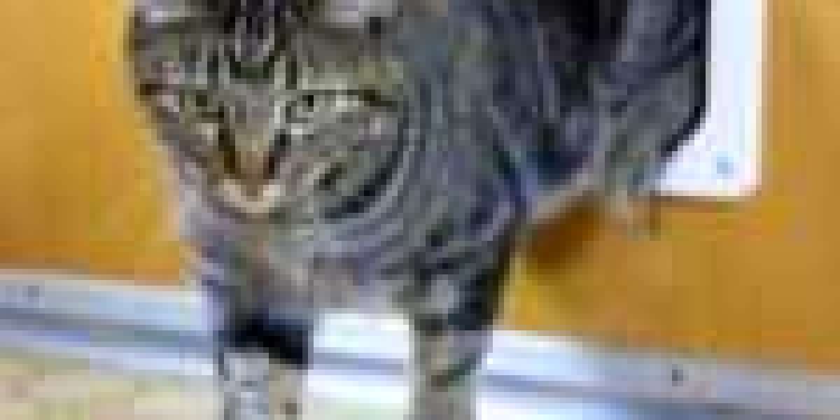 The 12 Most Popular Cat Door Maintenance Accounts To Follow On Twitter